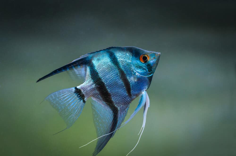 Angelfish in tank fish