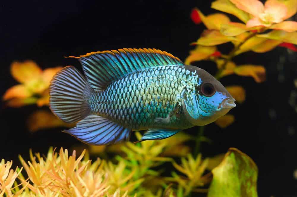 Blue Acara Cichlid Fish
