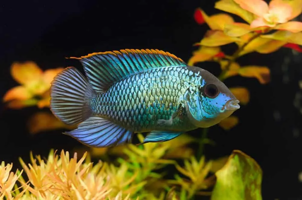 10 Best Blue Acara Tank Mates