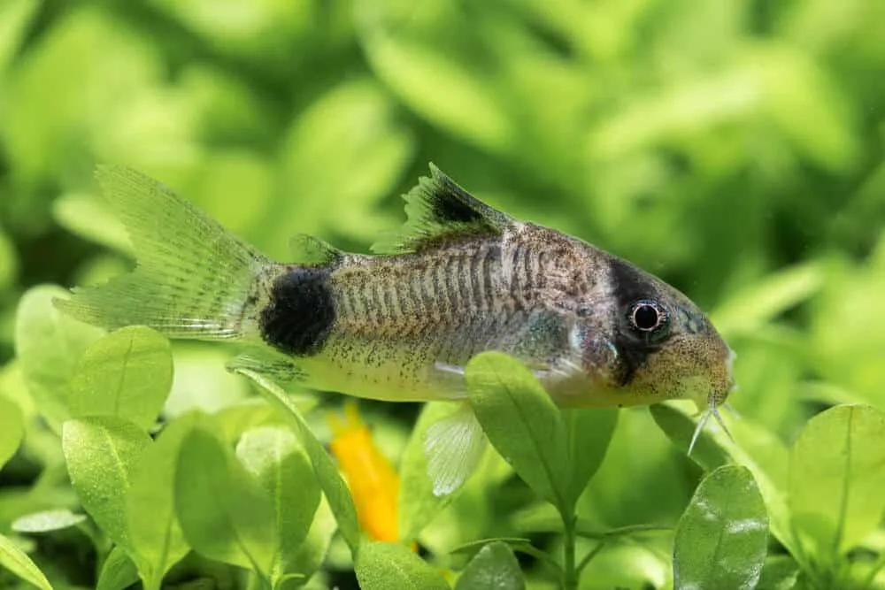 Callichthyidae Corydoras Panda Fish | Fishkeeping Adventure