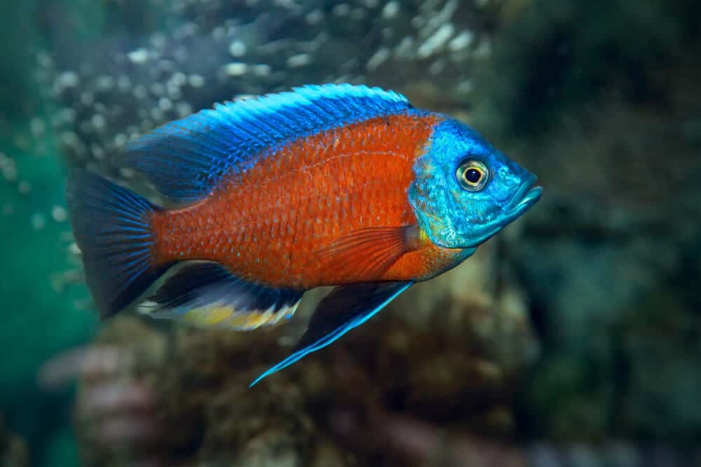 Copadichromis borleyi