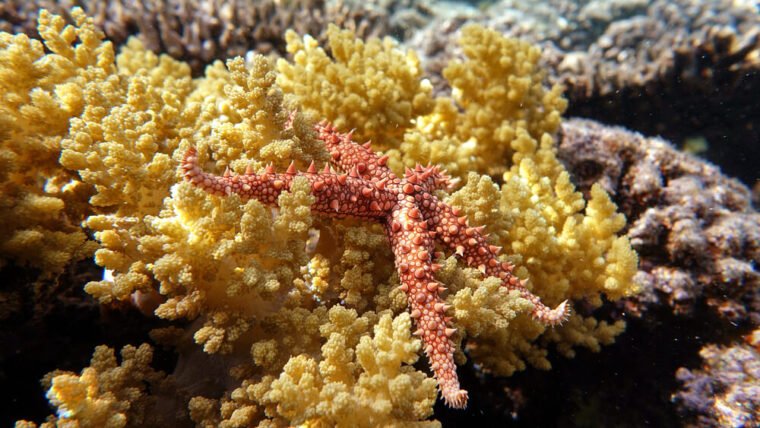 What Do Starfish Eat? Feeding And Diet For Types Of Species Biology Diagrams