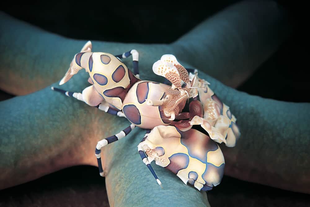 Harlequin shrimp, Hymenocera picta, feeding on starfish