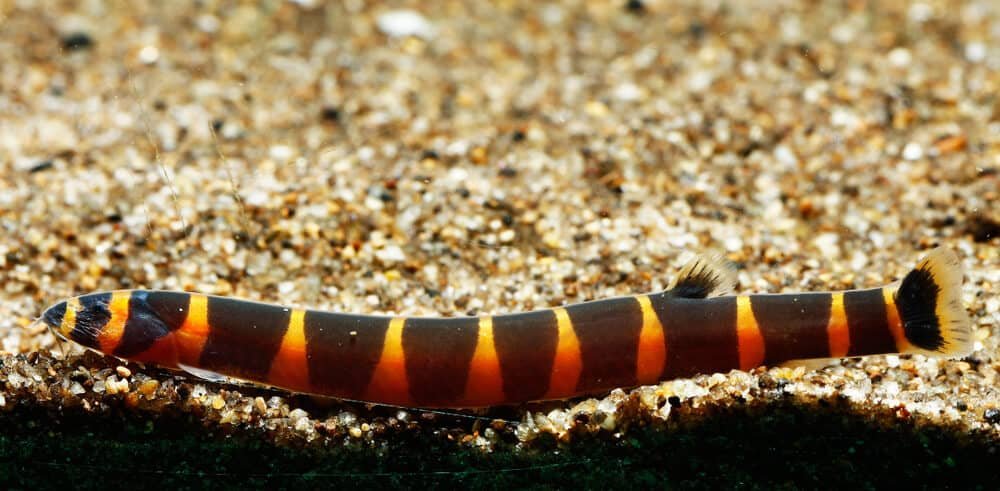 Kuhli loach (Pangio myersi)