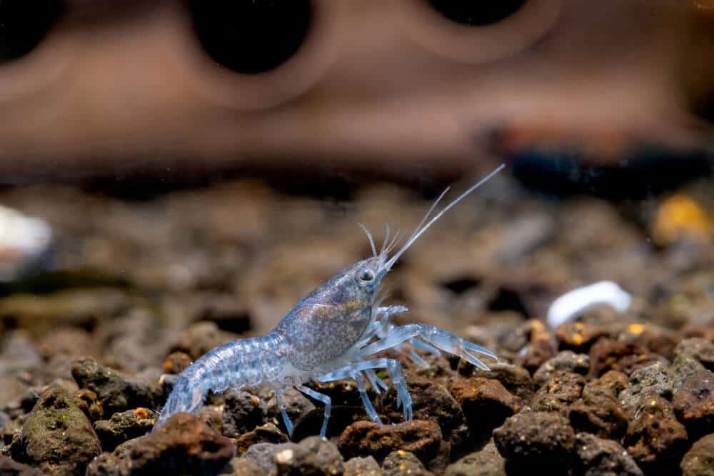 Light blue crayfish dwarf shrimp