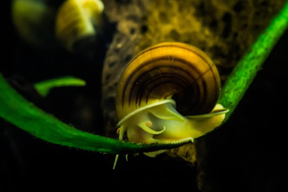 Mystery Snail crawling