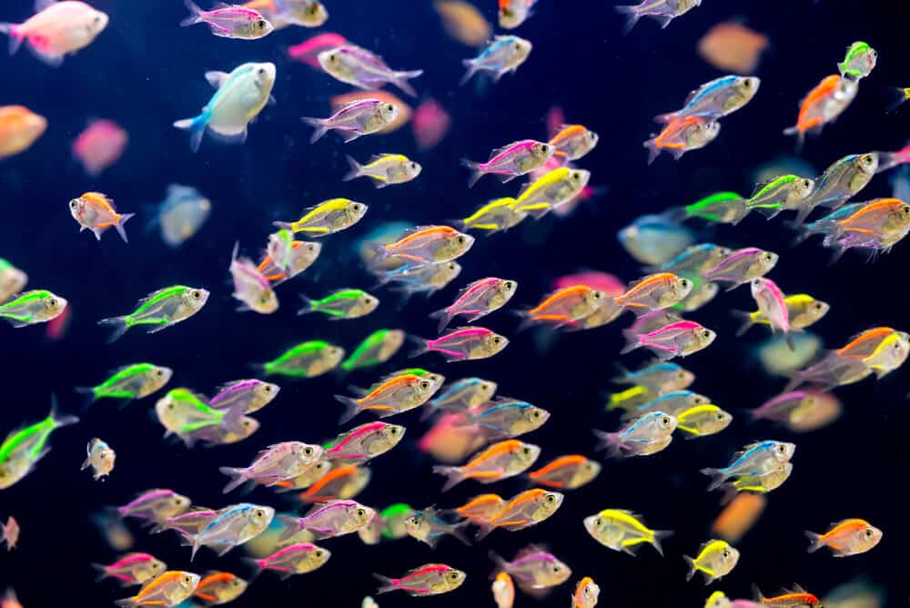 Neon siamese glass-fishes