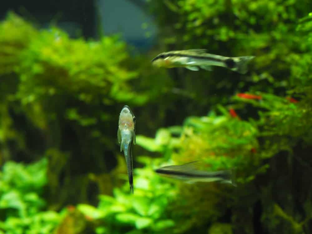 Otocinclus Catfish eating algae