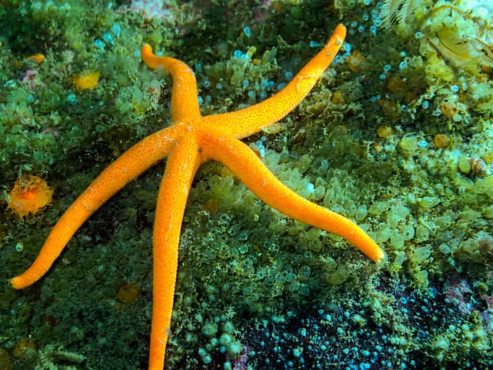 Pacific Blood Star (Henricia leviuscula)