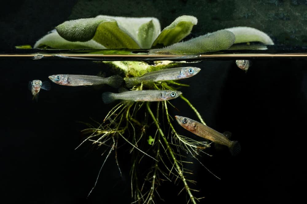 Pistia Water lettuce