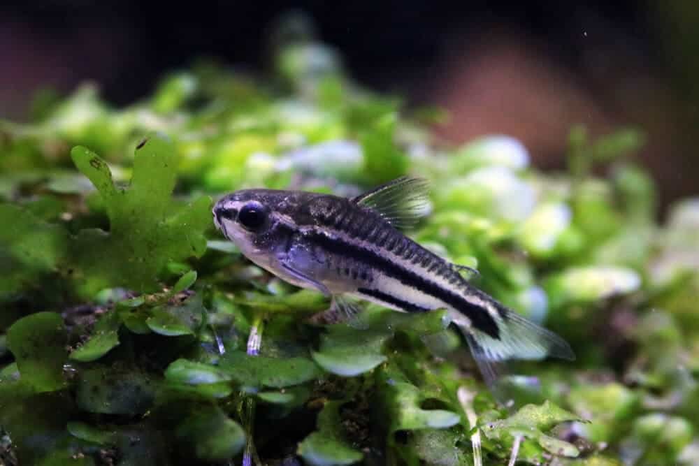 Pygmy corydoras