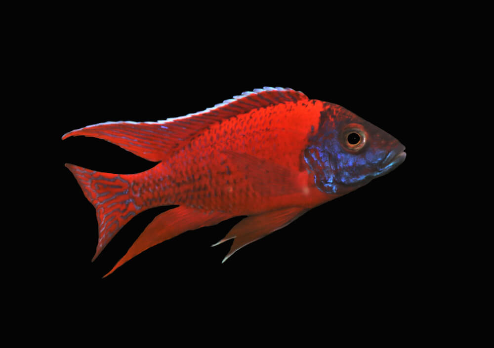 Red Malawi Peacock