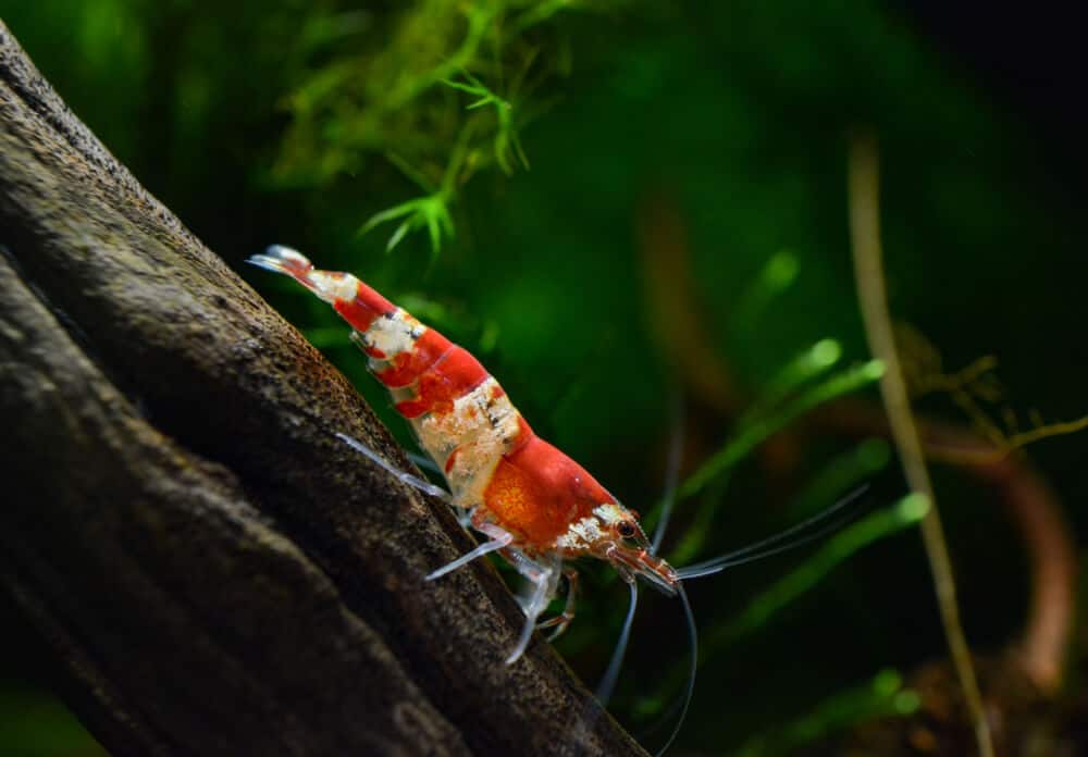 Red crystal bee shrimp