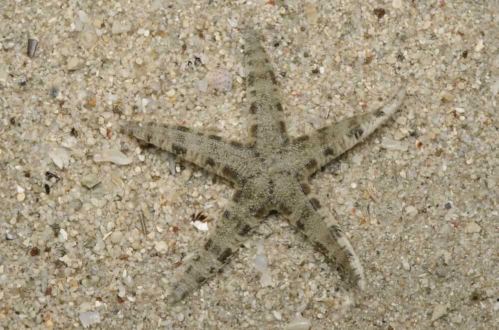 Sand-sifting Starfish
