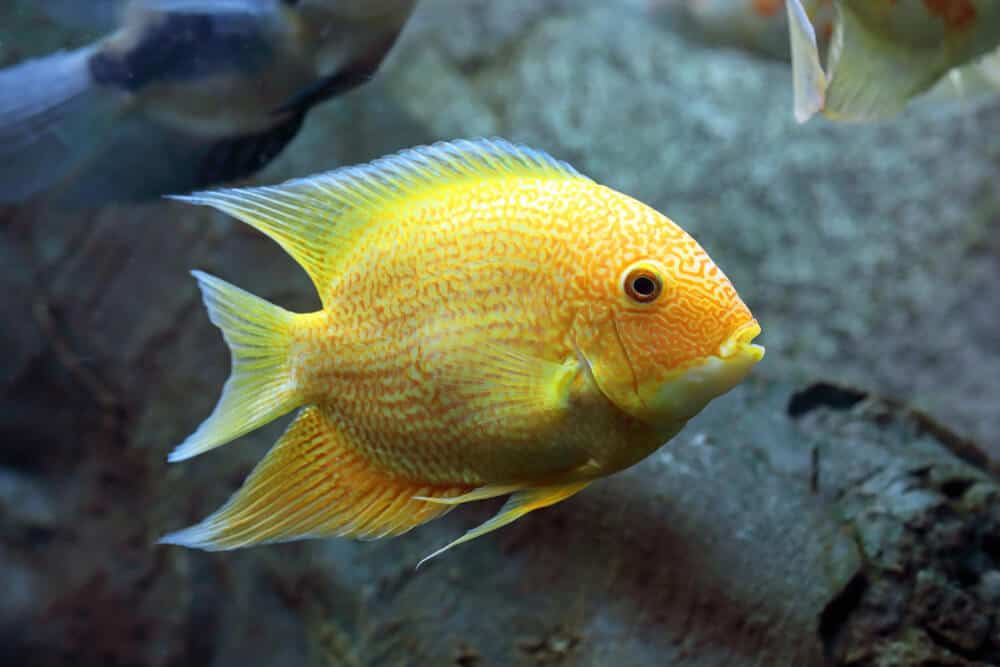 Severum Cichlid swims in the aquarium