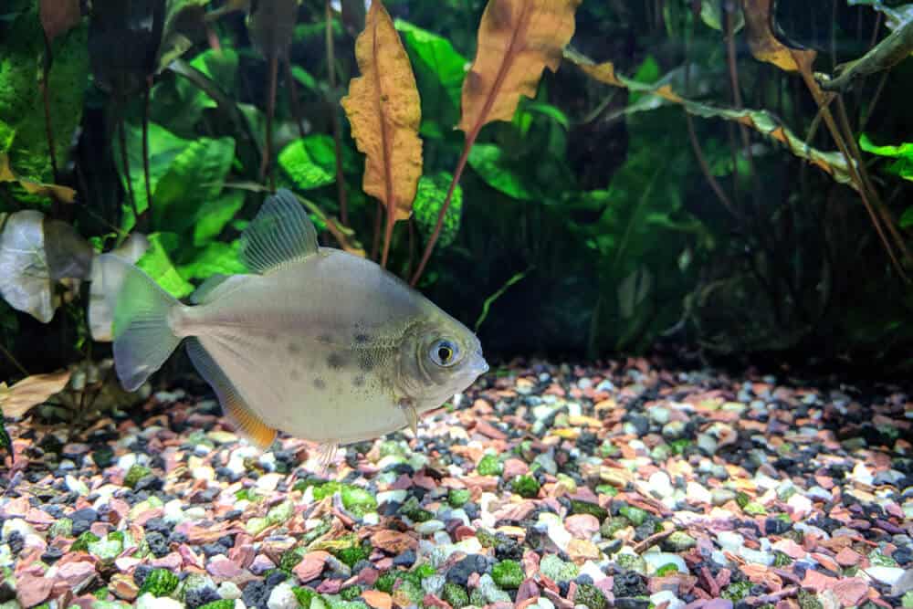 Silver Dollar fish (Metynnis lippincottianus)