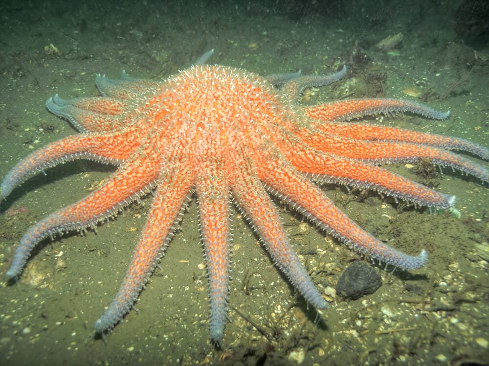 Sunflower Sea Star