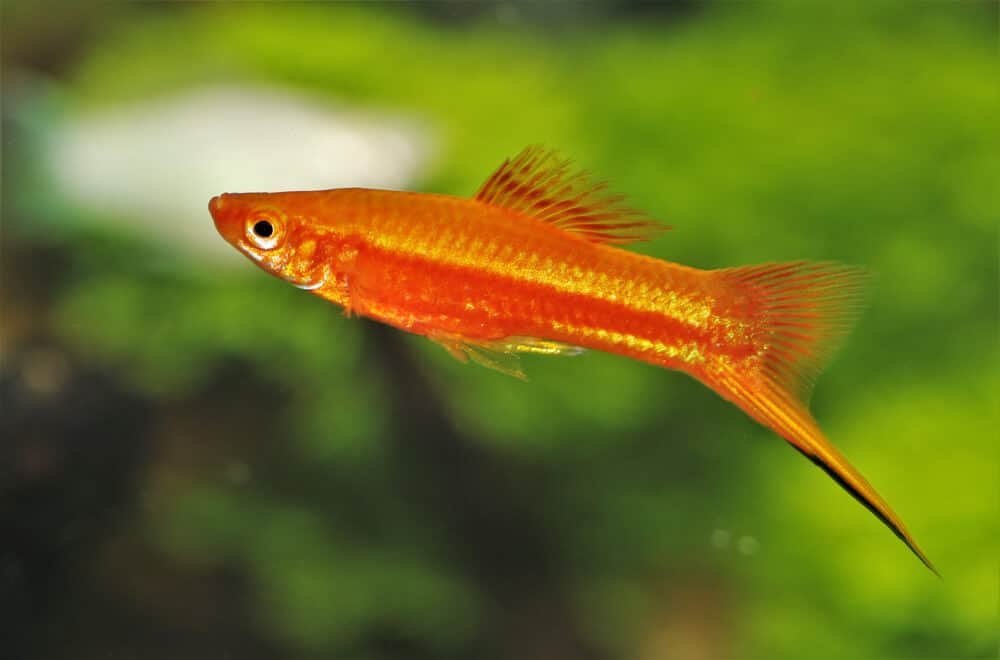 Swordtail fish (Xiphophorous hellerii)