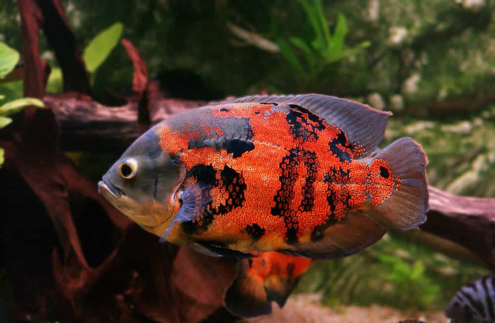 Tiger Oscar Fish, astronotus ocellatus