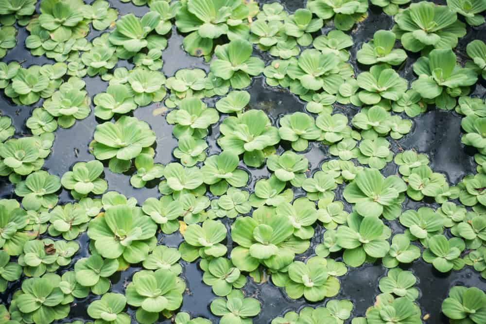 Water Lettuce floating