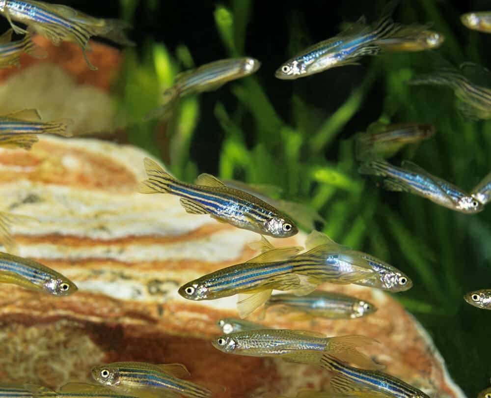 Zebra DAnio Fish Long-Finned