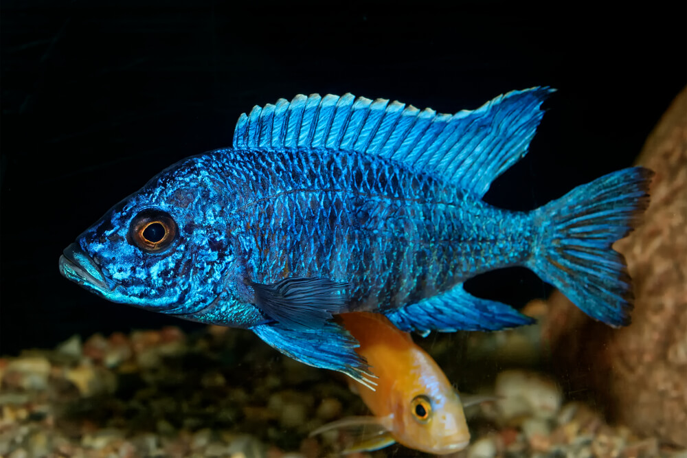blue OB male of cichlid fish from genus Aulonocara