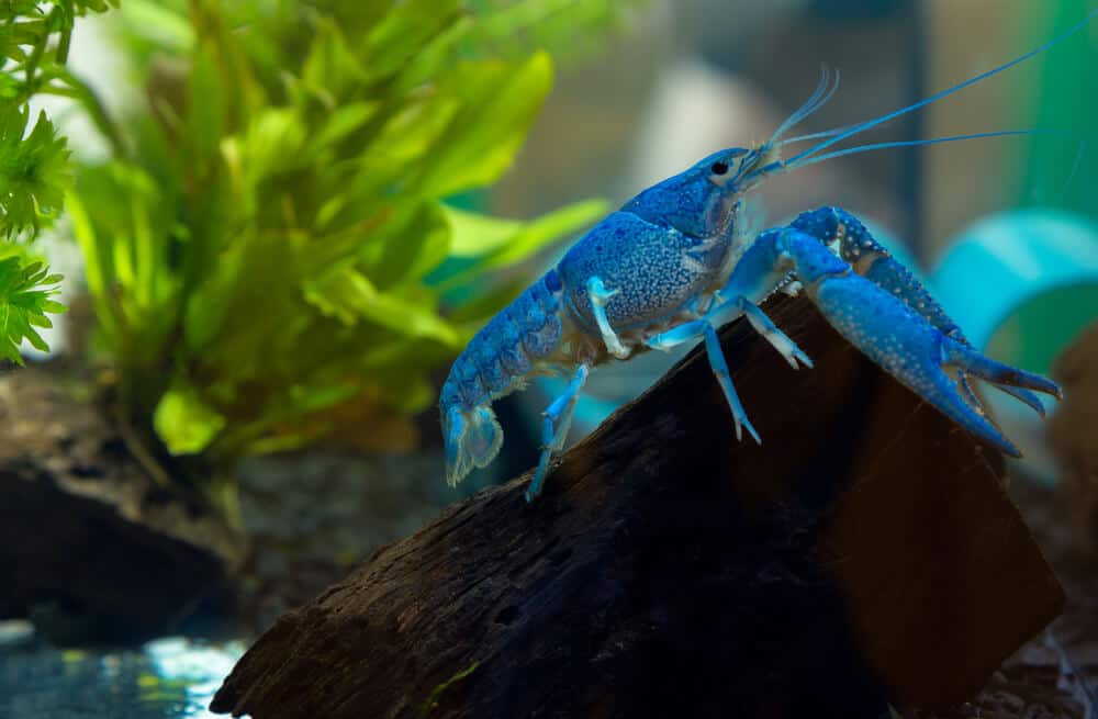 blue crayfish (Procambarus alleni)