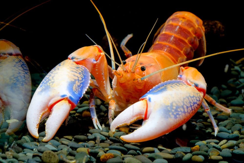 cherax destructor crawfish