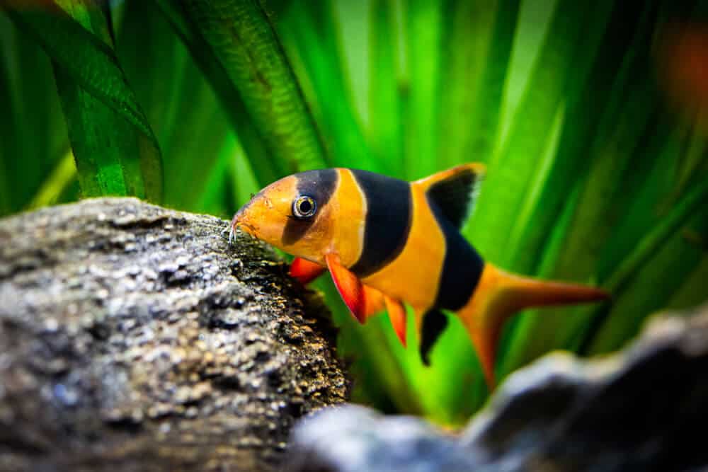 clown loach in fish tank