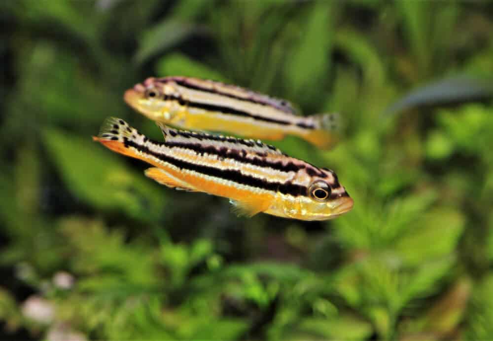 golden mbuna, Malawi golden cichlid