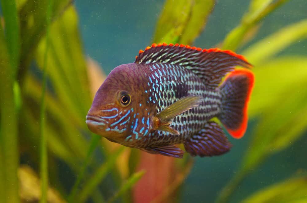 green terror or Andinoacara rivulatus