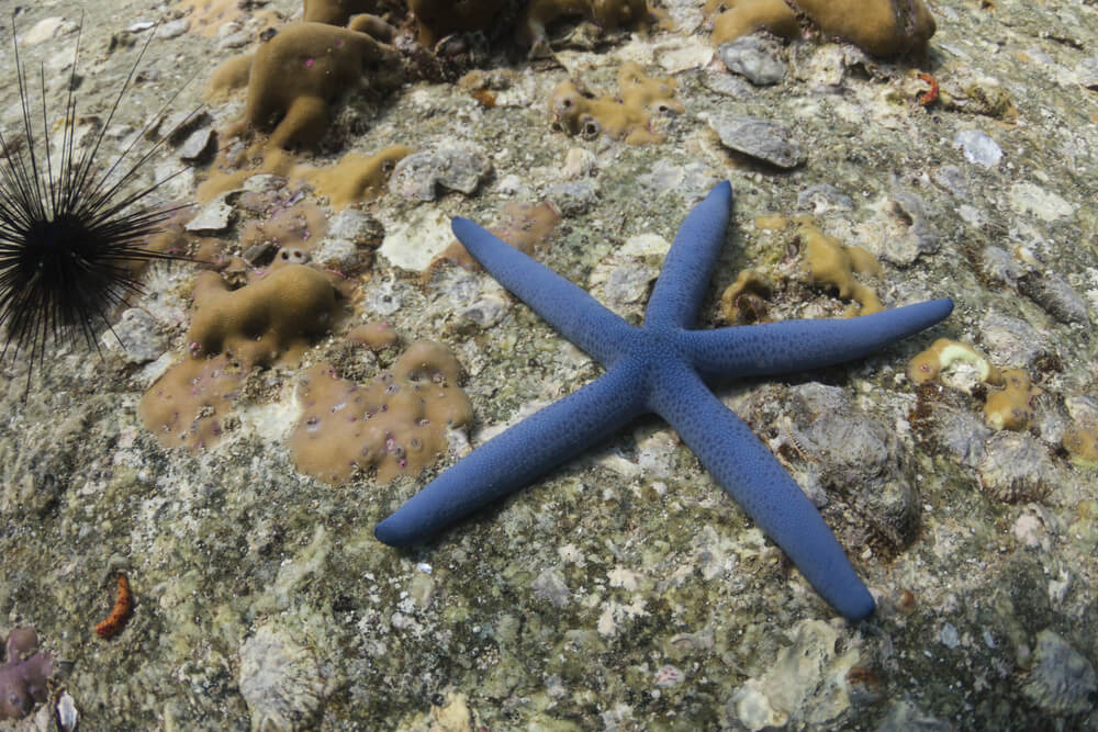 linckia laevigata Blue starfish