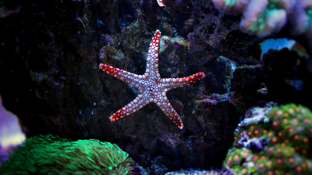 marble sea starfish