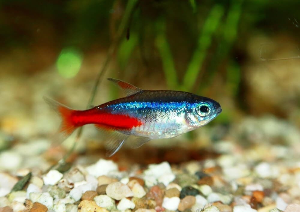 neon tetra Jumbo(Paracheirodon innesi)