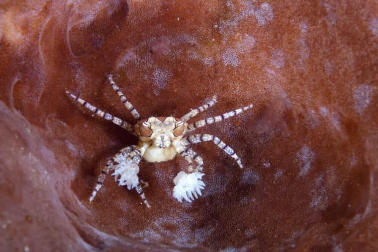 Pom Pom Crab Care Thorough Guide, Diet, Size And Tank Mates