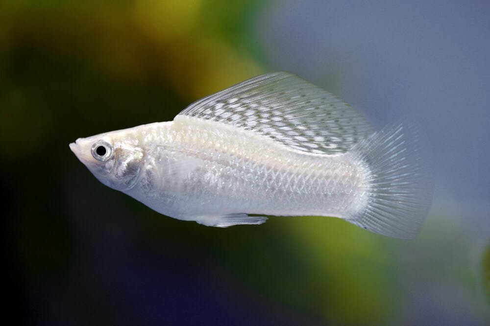 white sailfin molly fish