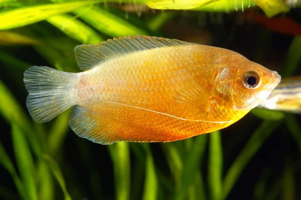 Dwarf Gourami (Colisa lalia)