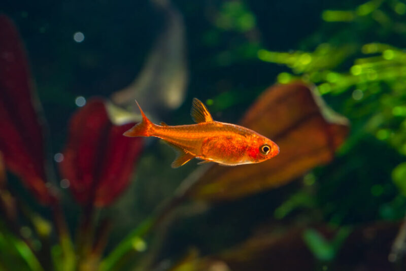 The Ultimate Care Guide Of Ember Tetras For Beginner And Experienced Aquarists