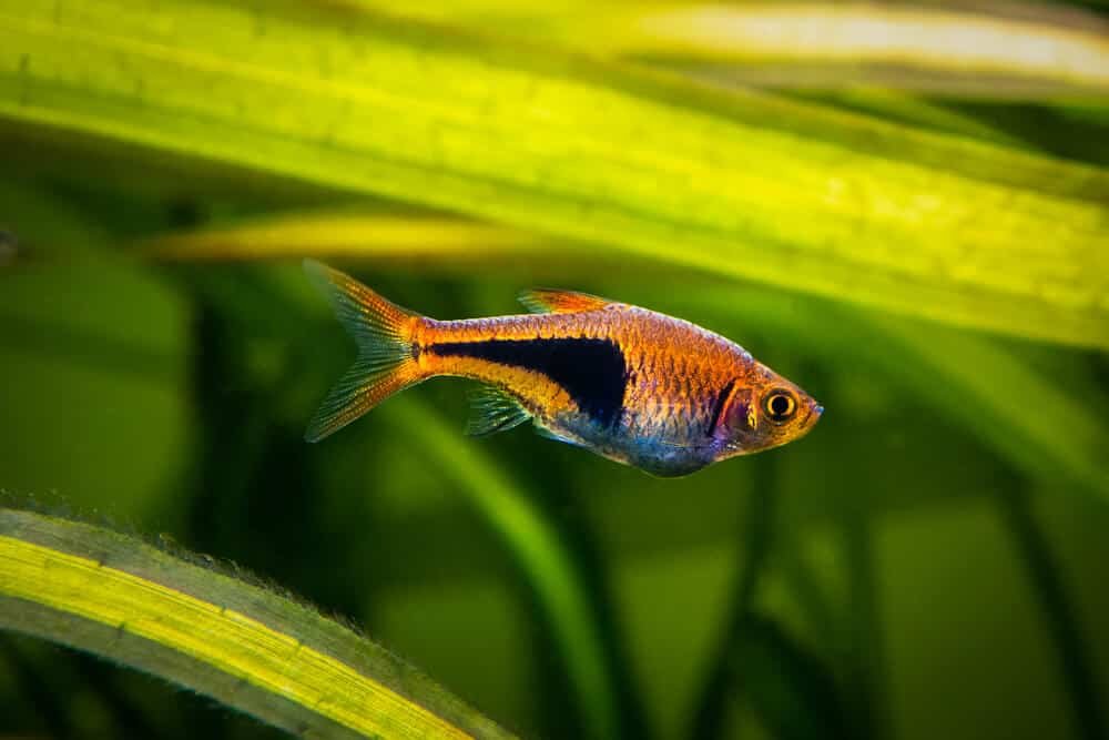 Harlequin rasbora (Trigonostigma heteromorpha)