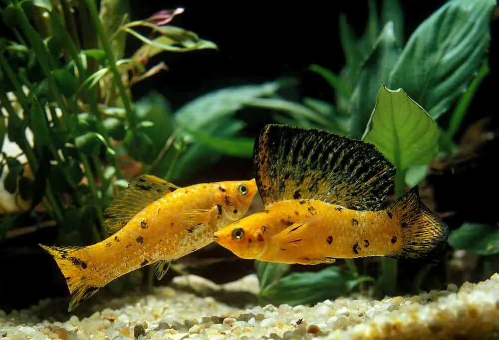 Sailfin Molly | Fishkeeping Adventure