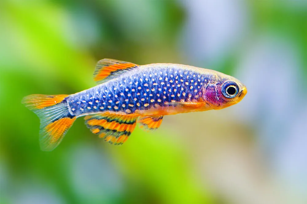 Celestial Pearl Danio Care: Tank Setup, Breeding, Tank Mates And Size