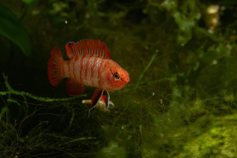 7 Scarlet Badis Tank Mates, Care Guide, Breeding And Feeding To Fishkeeping Adventure!