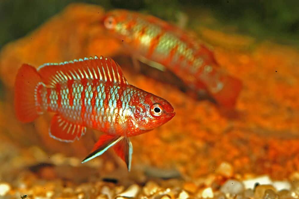 Scarlet Badis (Dario Dario) Aquarium Tank Mates | Fishkeeping Adventure