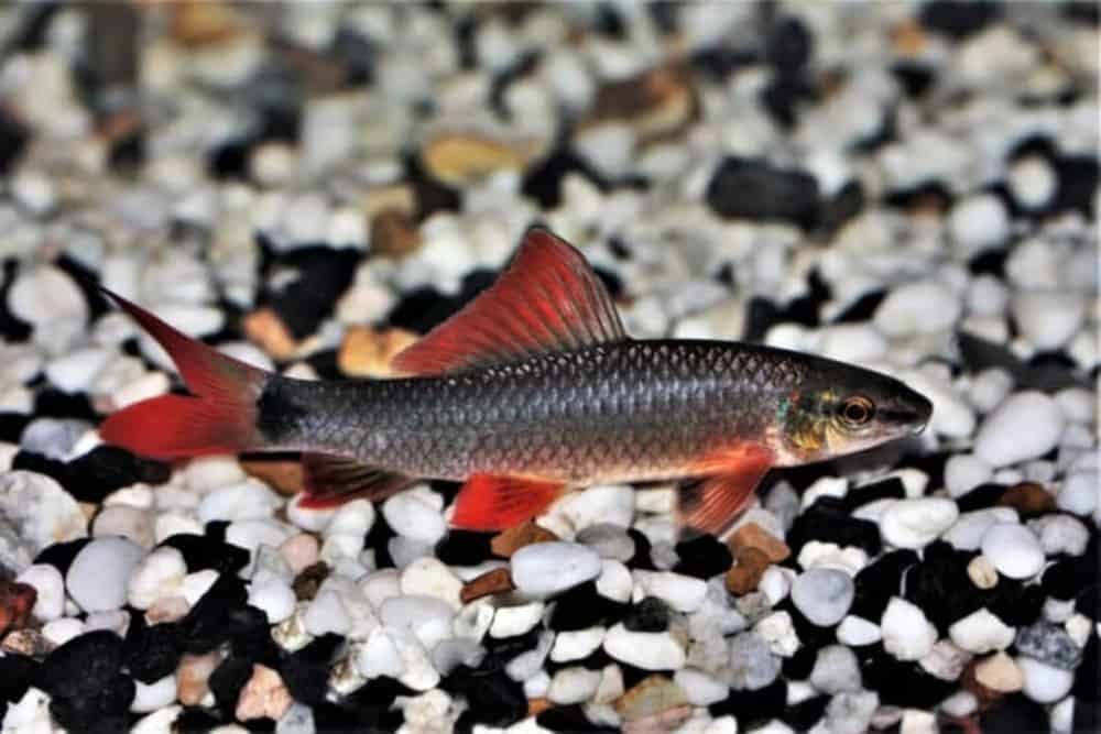 Rainbow Shark In Freshwater Aquarium | Fishkeeping Adventure