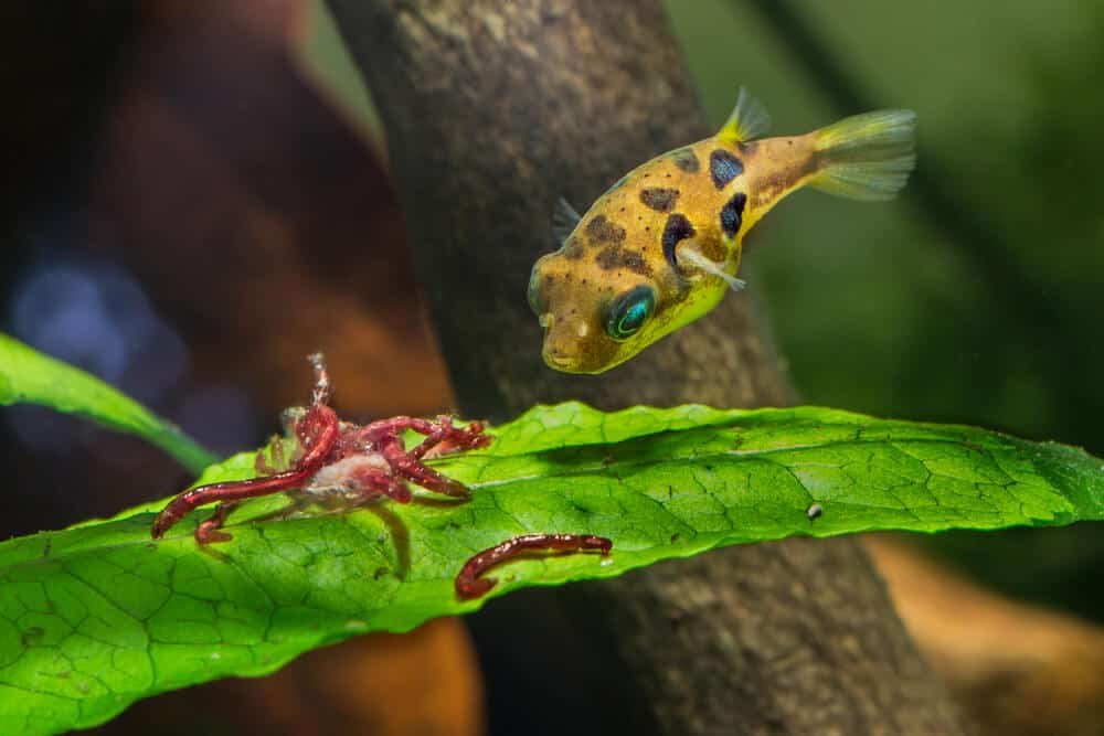 dwarf pufferfish