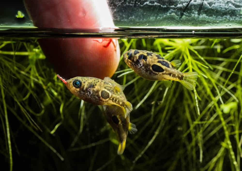 pea puffers in community tank