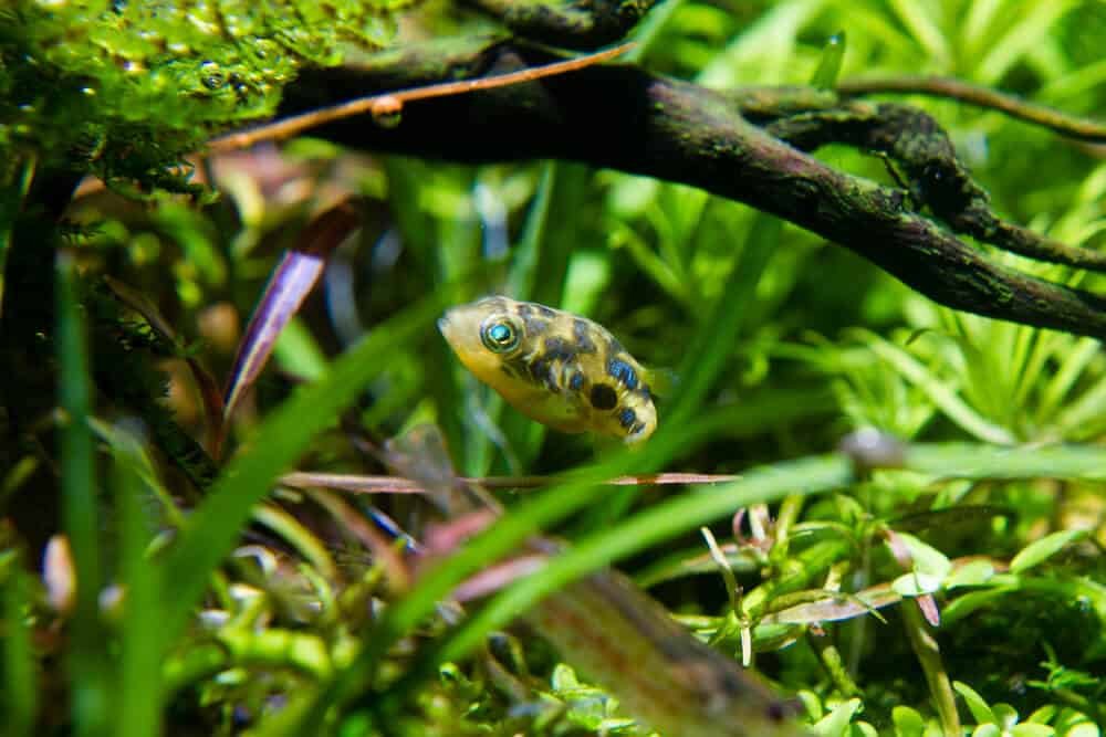 pea puffers puffed up