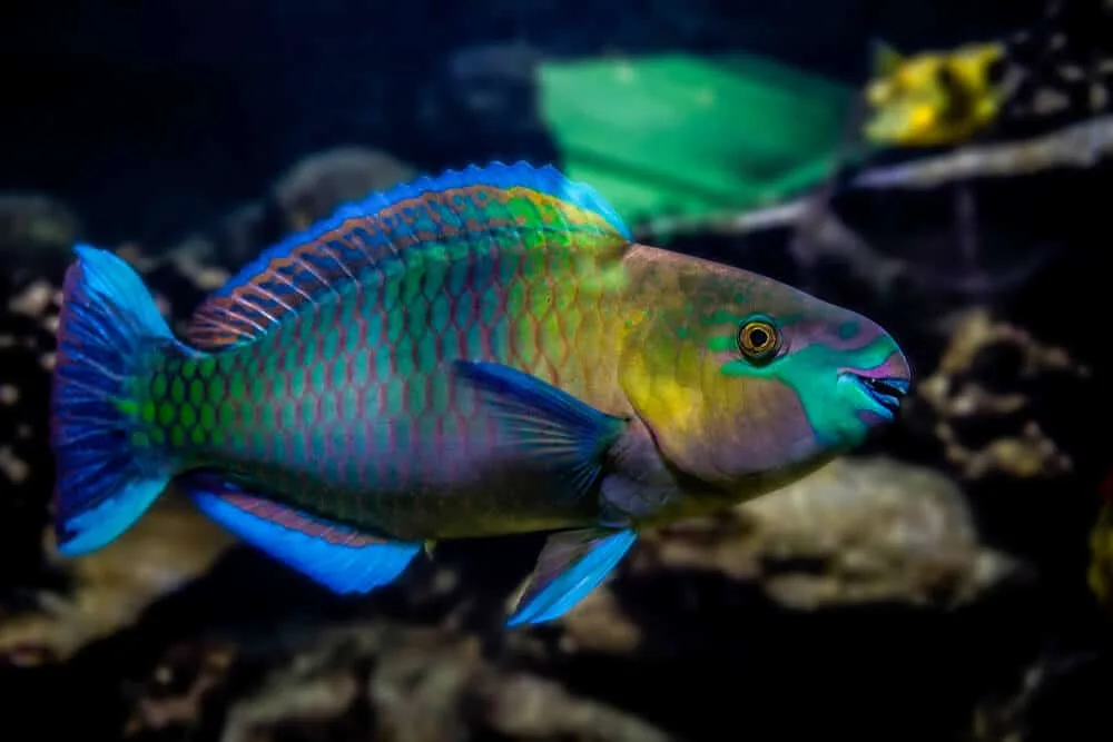 The Rainbow Parrot Fish: 23 Interesting Facts