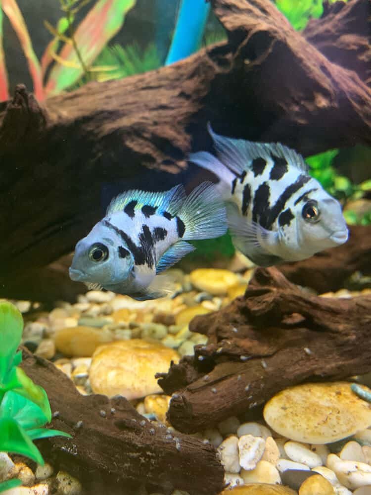 polar blue parrot cichlid gender