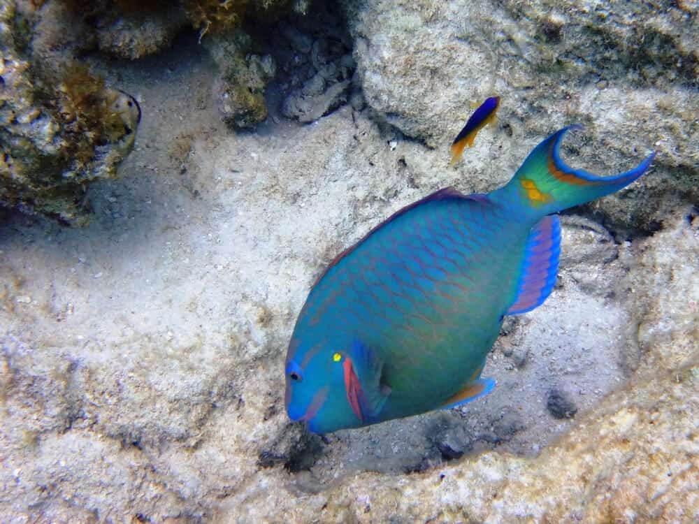 Are rainbow parrot fish rare?